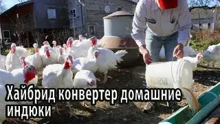 Хайбрид конвертер домашние индюки