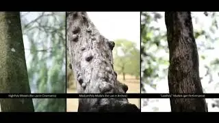 Realistc Tree for Renderings Archviz and Game Development