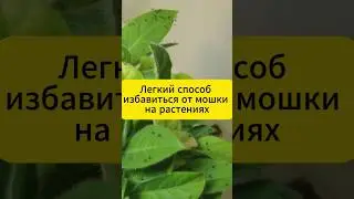 Как легко избавиться от мошки на растениях.  
