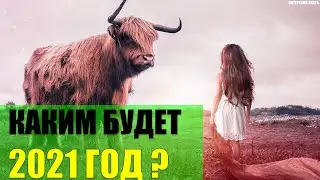 Каким будет 2021 год под покровительством Быка?