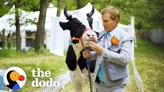 Rescued Cow Helps Out Her Best Friend When He Proposes To His Girlfriend | The Dodo