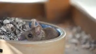 A mouse l Free Stock Footage | No Copyright Videos | Creative Common !