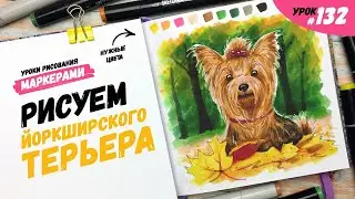 Как нарисовать йоркширского терьера? / Видео-урок по рисованию маркерами 