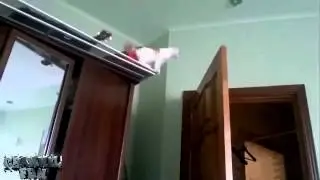 Recopilacion de los mejores FAILS de animales graciosos y gatos Septiembre 2014
