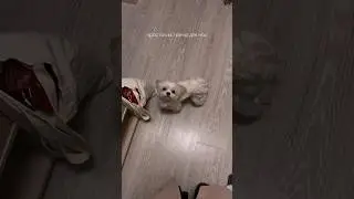 Пока писала текст на видео, прослезилась #aesthetic #dogs #maltese #shortsvideo