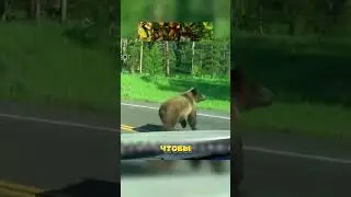 Медведица искала помощи 🐻