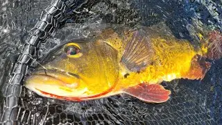 Peacock Bass Fishing in the Everglades (no electronics, just some fish pics)