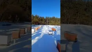 Пасека
