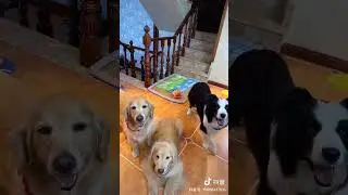 明明是同个主人教的，怎么差别那么大呢哈哈哈！？