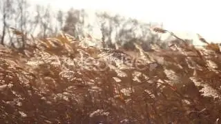 Stock Footage - Autumn Yellow Dry Stalks | VideoHive