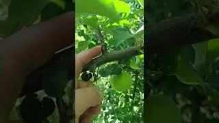 🌳ВЕРТИКАЛЬНЫЕ ВЕТКИ НА ЯБЛОНЕ #сад #обрезка #яблоня