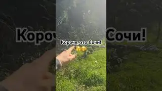 Что только не увидишь в Сочи! 🫣 