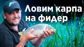 Когда нерестится карась - карпы клюют. Как ловить карпа на фидер.