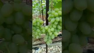 Виноград Монарх