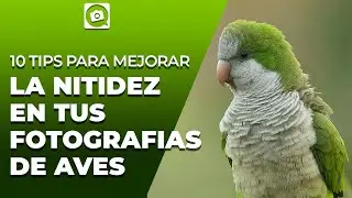 COMO GANAR LA MAXIMA NITIDEZ EN TUS FOTOGRAFIAS DE AVES