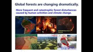 Tree planting and water cycling: always a win-win situation? - Forest Restoration Talk