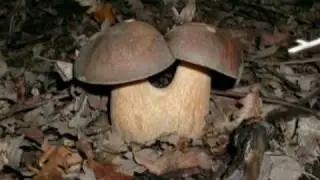 Funghi Porcini da Maggio ad Ottobre