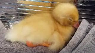 Cute fluffy Duckling falling asleep! She just cant stay awake!! Newborn!