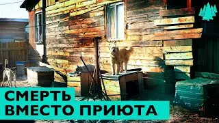 Убивают лопатами и молотками. Как в России истребляют бездомных животных