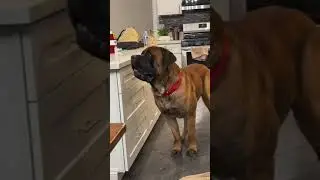 Have you ever seen a dog with this much focus?! 