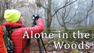 HOW TO take woodland tree photos, Woodland Photography, Beginner Hints & Tips