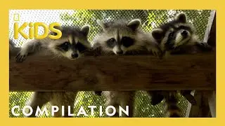 Rescuing Baby Animals! | Bandit Patrol | Nat Geo Kids Compilation | 