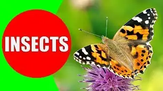 INSECTS FOR KIDS Learning – Insect Names and Sounds for Children, Toddlers, Kindergarten & Preschool