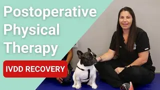 Postoperative Physical Therapy for dogs || IVDD Recovery