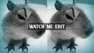 watch me edit capybaras :)