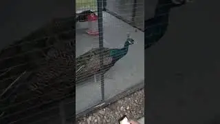 страусы реагируют на звук