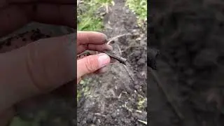 Находка по СКИФАМ🔥 коп 2023 Скифы Nokta Legend 