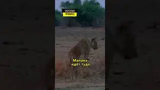 мама потеряла своих львят 
