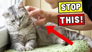 Cats Are Secretly VERY SENSITIVE! - Never Do These 11 Things to Hurt Them