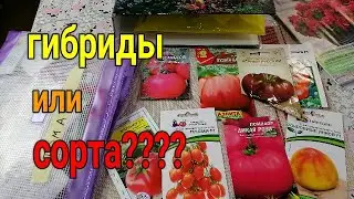🍅🍅ЧТО ЖЕ ЛУЧШЕ ВЫРАЩИВАТЬ, ГИБРИДЫ ИЛИ СОРТА ТОМАТОВ? //Спрашиваете - отвечаю