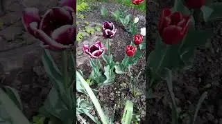 28.04.2024. Наші клумби біля під'їзду