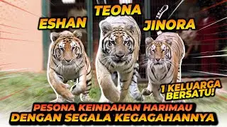 TIGER IN ACTION ! MELIHAT KEINDAHAN HARIMAU SECARA DETAIL DAN SLOWMO !!