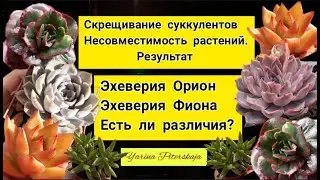 Эхеверия Орион и Фиона. Есть ли различия? Скрещивание суккулентов. Несовместимость видов. Результат.