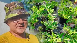 Лимоны и мандарины в Крыму