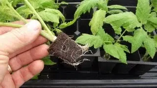 How to Root / Clone Tomato Suckers Using Growplugs