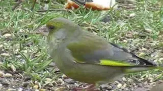 oiseaux ;;;; le verdier