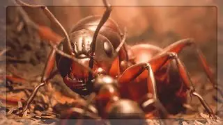 I USED Ants To DEFEND Our QUEEN From Termites in Empire Of The Ants