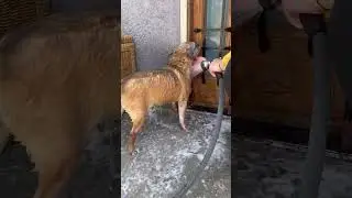 Dog Gets A Bath With ToeGrips