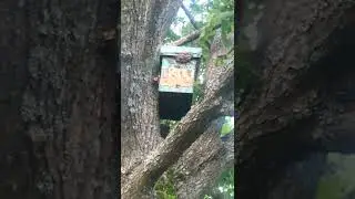 Охота на пчел удалась