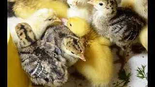 Все таки мы это сделали! Купили индюшат 