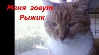 Рыжик  и  Маркиз  -  озорник