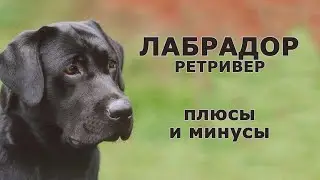 ЛАБРАДОР РЕТРИВЕР. Плюсы и минусы породы LABRADOR RETRIEVER