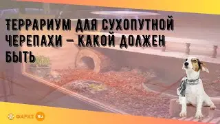 Террариум для сухопутной черепахи — какой должен быть