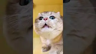 Милашка❤