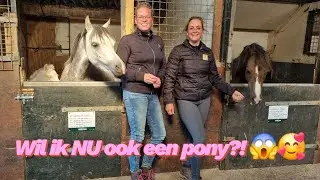 Een Middag Tussen de Welsh Wondertjes! 🐴 | Op bezoek bij Stal Pytron 😍| PHDressage