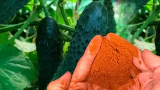 Огурцы и Томаты и Вас Будут Раньше Всех! Засыпают урожаем Супер способ выращивания в мешках! 